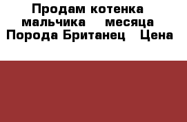 Продам котенка (мальчика) 2 месяца! Порода Британец › Цена ­ 3 000 - Краснодарский край, Краснодар г. Животные и растения » Кошки   . Краснодарский край,Краснодар г.